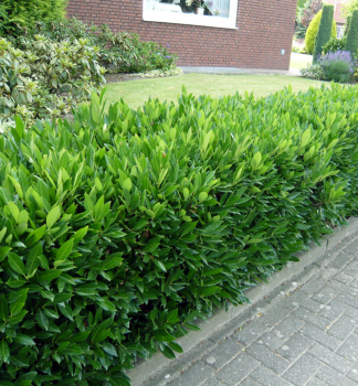 Bobkovie lkask OTTO LUYKEN 30-40 cm, kont. 2 l