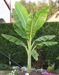 Mrazuvzdorn� ban�novn�k, 20-30 cm, kont. 1 l