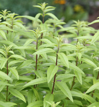 Aloisie (verbena) citronov�, kont. 1,5 l