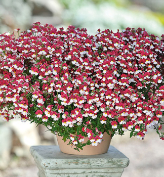 Nemesia hybridn 'SUNSATIA PLUS CHERRY ON ICE', kont. 0,3 l