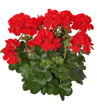Pelargonie p�evisl� �ATLANTIC FIRE�, kont. 0,5 l