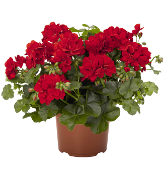 Pelargonie p�evisl� �ATLANTIC RED�, kont. 0,5 l