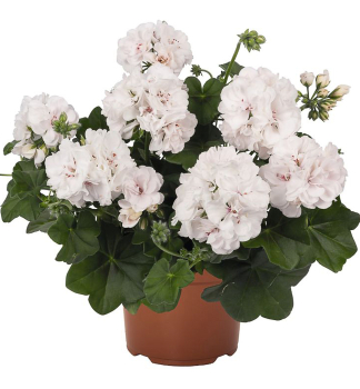 Pelargonie p�evisl� �ATLANTIC WHITE�, kont. 0,5 l