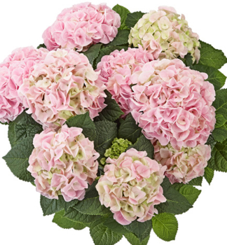 Hortenzie velkolist� SAXON� �SONNENSTEIN�, kont. 4 l