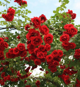 Růže pnoucí ´SYMPATHIE®´ ** 30-40 cm, kont. 3 l