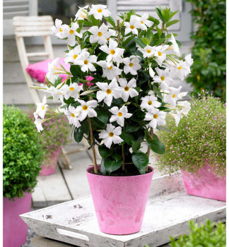 Mandevilla hybridn� 'JADE WHITE', kont. 1 l