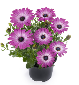 Osteospermum (kapsk kopretina) SUNNYELEKTRA, kont. 0,3 l