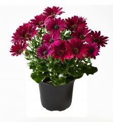 Osteospermum (kapsk kopretina) SUNNYEMMA, kont. 0,3 l