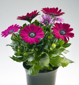 Osteospermum (kapsk kopretina) SUNNYEMMA, kont. 0,3 l