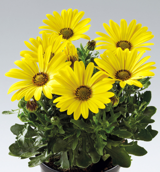 Osteospermum (kapsk kopretina) SUNNYGLORY, kont. 0,3 l