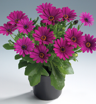 Osteospermum (kapsk kopretina) SUNNYMARY, kont. 0,3 l