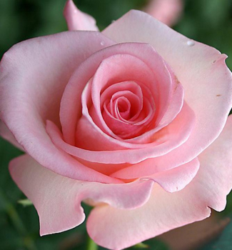 Růže velkokvětá keřová ´FLAMINGO´, 15-20 cm, zemní bal