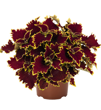 Koleus (africk� kop�iva) �CROWN JEWEL�, kont. 0,5 l