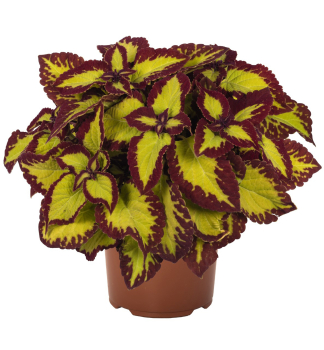 Koleus (africk� kop�iva) �VELVET�, kont. 0,5 l