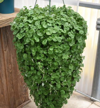 Dichondra �EMERALD FALLS�, kont. 0,5 l