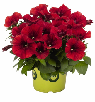 Petunie p�evisl� 'POTUNIA� RED', kont. 0,5 l