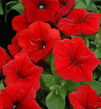 Petunie p�evisl� 'POTUNIA� RED', kont. 0,5 l