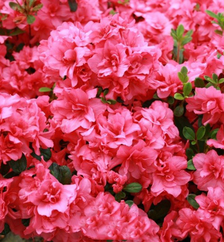 Azalka japonsk ROKOKO 15-20 cm, kont. 2 l
