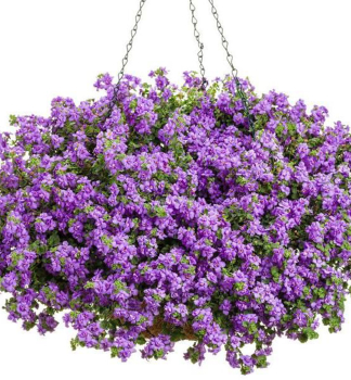 Bakopa p�evisl� �SCOPIA DOUBLE INDIGO�, kont. 0,5 l