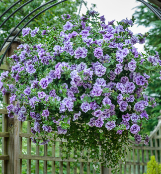 Petunie p�evisl� �TUMBELINA� PRISCILLA�, kont. 0,5 l