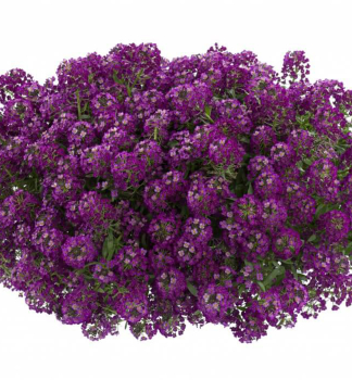 Lobularia pevisl PURPLE STREAM, kont. 0,3 l