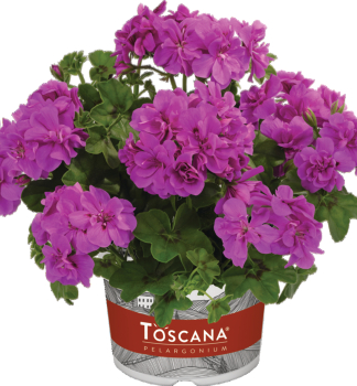 Pelargonie p�evisl� �AMETHYST�, kont. 0,5 l