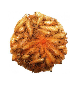 Cibulka saze�ka �BIRNFORMIGE� 8-15 mm, 250 g