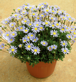 Felcie kapsk FELICITARA BLUE, kont. 0,3 l