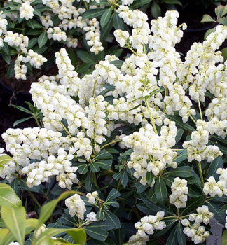 Pieris japonsk DEBUTANTE 20-30 cm, kont. 3 l