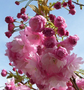 Vie pilovit PINK PERFECTION (Sakura) na kmnku 120 cm, kont. 7,5 l