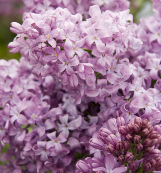 ek obyejn LAVENDER LADY 100-110 cm, kont. 5 l