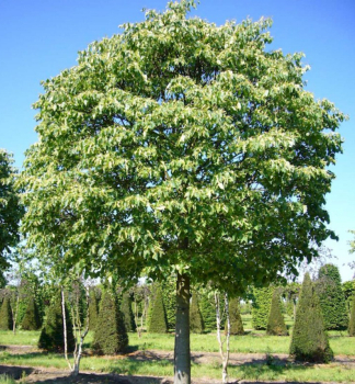 L�pa srd�it� �GREEN GLOBE� na km�nku 100 cm, kont. 7,5 l