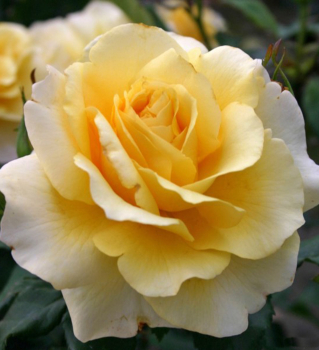 Růže velkokvětá keřová ´SUNNY SKY®´ * ADR, kont. 2 l 