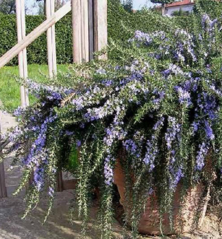 Rozmar�n l�ka�sk� �PROSTRATUS� kont. 1 l