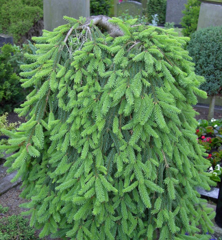 Obrzok (3)
