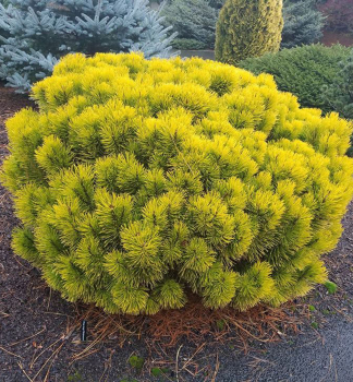 Borovice kle WINTERGOLD 20-30 cm, kont. 5 l