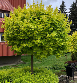 Javor ml GOLDEN GLOBE na kmienku 110 cm, kont. 5 l