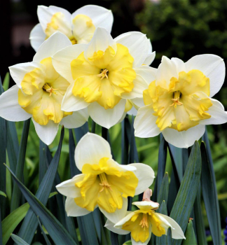 Narcis BELLA ESTRELLA 5 ks v balen