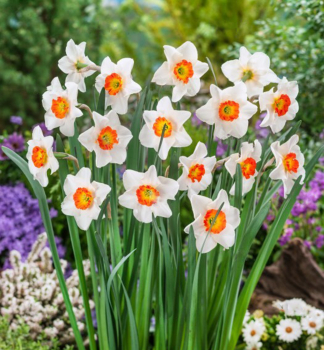 Narcis JUNE ALLYSON 5 ks v balen 