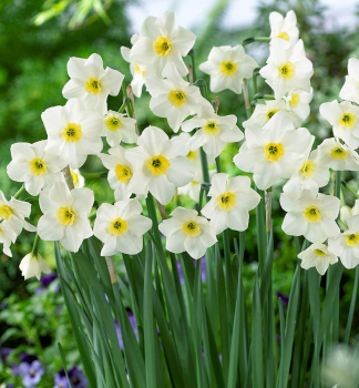 Narcis LIEKE 5 ks v balen 