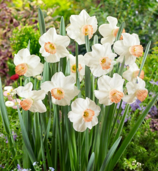 Narcis PINK PRIDE 1 ks v kont. 0,5 l