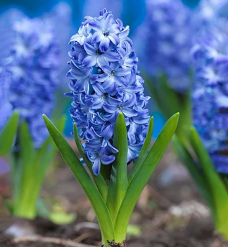Hyacinth AQUA 5 ks v balen 
