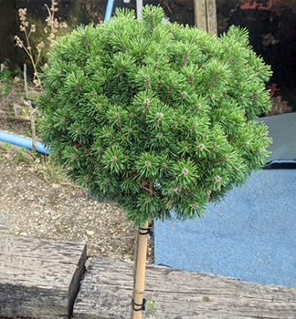 Borovice kle MOPS na kmnku 50 cm, kont. 5 l