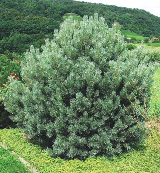 Borovice lesní ´WATERERI´ 60-70 cm, kont. 5 l