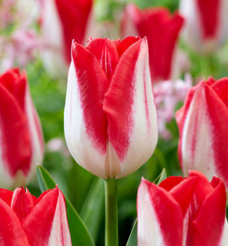 Tulipn KISSABLE 5 ks v balen