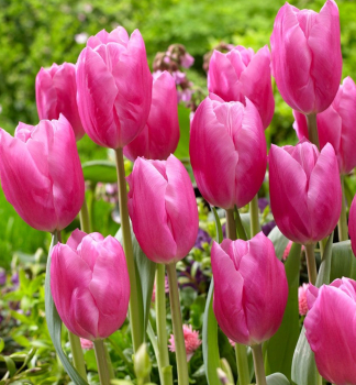 Tulipn JUMBO PINK 5 ks v balen