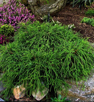 Cypiek hrachonosn FILIFERA NANA 10-15 cm, kont. 2,5 l