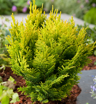 Cypiek Lawsonv MINIMA AUREA 15-20 cm, kont. 2 l