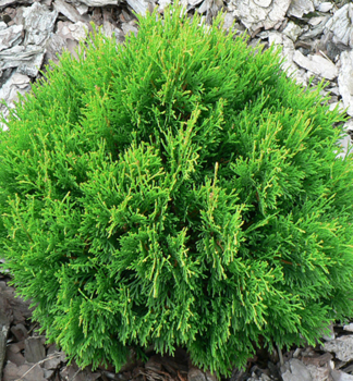 Zerav zpadn DANICA 20-30 cm, kont. 2 l