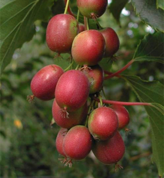 Obrzok (4)